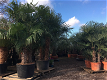 Palmen Exotische tropische planten Groothandel palmbomen Palm te koop - 6 - Thumbnail