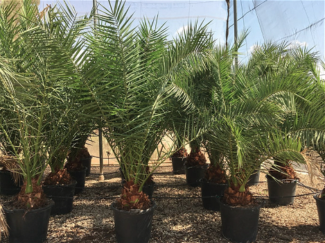 Palmen Exotische tropische planten Groothandel palmbomen Palm te koop - 7
