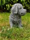 Golden Retriever puppy , sjaak - 0 - Thumbnail