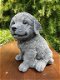 Golden Retriever puppy , sjaak - 2 - Thumbnail