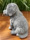 Golden Retriever puppy , sjaak - 4 - Thumbnail