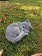 Rustig slapende kat , poes - 5 - Thumbnail