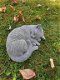 Rustig slapende kat , poes - 7 - Thumbnail