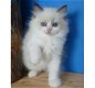 Er zijn prachtige Ragdoll-kittens beschikbaar - 0 - Thumbnail