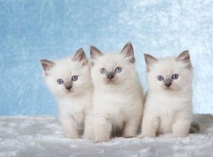 Er zijn prachtige Ragdoll-kittens beschikbaar - 1