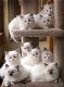 Er zijn prachtige Ragdoll-kittens beschikbaar - 2 - Thumbnail