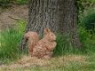 eekhoorn , hout look , tuinbeeld - 3 - Thumbnail