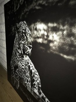 leeuw , luipaard - 3