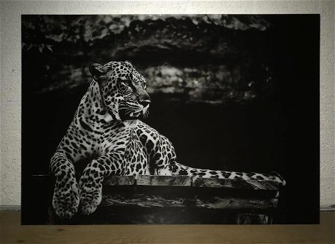 leeuw , luipaard - 6