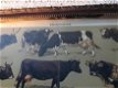 muurdecoratie , koe en stier - 1 - Thumbnail