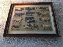 muurdecoratie , koe en stier - 3