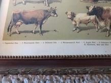 muurdecoratie , koe en stier - 5