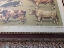 muurdecoratie , koe en stier - 6