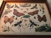 vlinder , schilderij - 5