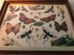 vlinder , schilderij - 5 - Thumbnail