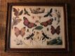 vlinder , schilderij - 7 - Thumbnail