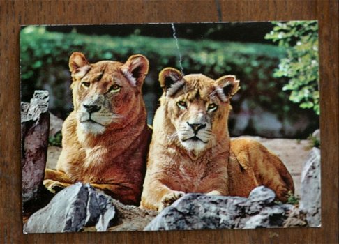 Vintage ansichtkaart leeuwen - 0
