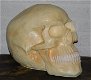 Skull ,schedel - 0 - Thumbnail