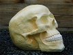Skull ,schedel - 4 - Thumbnail