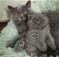 Britse korthaar kittens 100% - 0 - Thumbnail