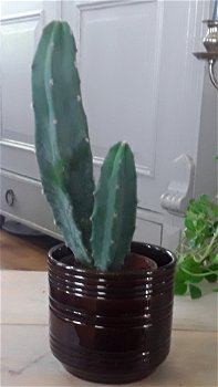 Cactuspotje / klein bloempotje (bruin geglazuurd) - 0