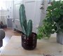 Cactuspotje / klein bloempotje (bruin geglazuurd) - 1 - Thumbnail