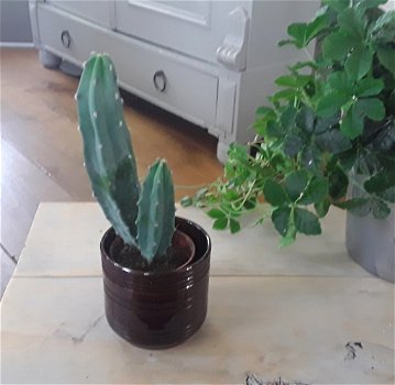 Cactuspotje / klein bloempotje (bruin geglazuurd) - 2