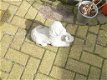 betonne hondenbeeld - 0 - Thumbnail