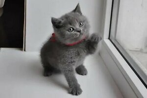 Brits blauw korthaar kittens beschikbaar - 0