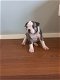 Amerikaanse bulldog pups per direct beschikbaar - 2 - Thumbnail