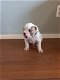Amerikaanse bulldog pups per direct beschikbaar - 3 - Thumbnail