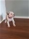 Amerikaanse bulldog pups per direct beschikbaar - 4 - Thumbnail