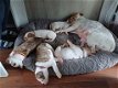 Amerikaanse bulldog pups per direct beschikbaar - 5 - Thumbnail