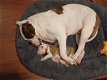 Amerikaanse bulldog pups per direct beschikbaar - 6 - Thumbnail