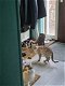 Bengaalse savannah poes 2jaar oud - 1 - Thumbnail