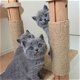 Britse korthaar kittens beschikbaar - 0 - Thumbnail