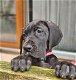 Zwarte duitse dog pups - 0 - Thumbnail