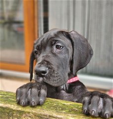 Zwarte duitse dog pups