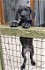Zwarte duitse dog pups - 1 - Thumbnail
