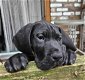 Zwarte duitse dog pups - 2 - Thumbnail