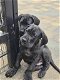 Zwarte duitse dog pups - 4 - Thumbnail