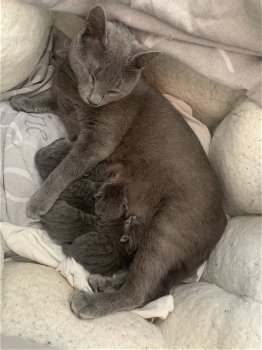 Mooie blauwe Rus kittens te koop - 2