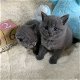 Britse Korthaar kitten | Golden Tabby | Poes - 2 - Thumbnail
