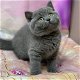 Britse Korthaar kitten | Golden Tabby | Poes - 5 - Thumbnail