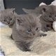 Britse Korthaar kitten | Golden Tabby | Poes - 6 - Thumbnail