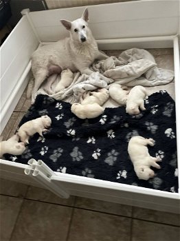 zwitserse herder pups - 2