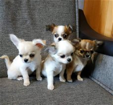 Chihuahua miniatuurpups beschikbaar