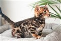 Bengaalse kittens met stamboom - 0 - Thumbnail