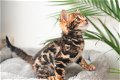 Bengaalse kittens met stamboom - 1 - Thumbnail