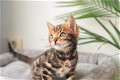 Bengaalse kittens met stamboom - 2 - Thumbnail